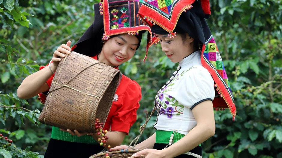 Giá cà phê hôm nay 13/7: Cà phê trong nước có giá 95.200 đồng/kg