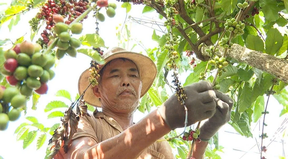 Giá cà phê hôm nay 13/8: Uống 5 ly cà phê mỗi ngày vẫn tốt cho tim Giá cà phê hôm nay 13/8: Uống 5 ly cà phê mỗi ngày vẫn tốt cho tim