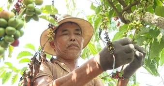 Giá cà phê hôm nay 13/8: Uống 5 ly cà phê mỗi ngày vẫn tốt cho tim