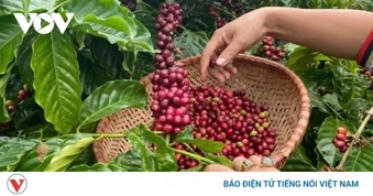 Giá cà phê hôm nay 14/4: Cà phê trong nước ổn định ở mức 86.000 đồng/kg
