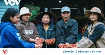 Giá cà phê hôm nay 14/5: Giá cà phê trong nước cao nhất ở mức 88.000 đồng/kg