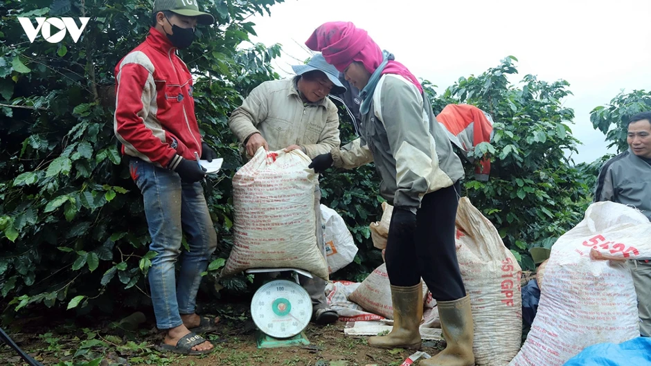 Giá cà phê hôm nay 14/7: Giá cà phê trong nước trung bình ở mức 95.200 đồng/kg Giá cà phê hôm nay 14/7: Giá cà phê trong nước trung bình ở mức 95.200 đồng/kg
