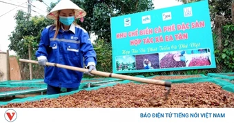 Giá cà phê hôm nay 14/7: Giá cà phê trong nước trung bình ở mức 95.200 đồng/kg
