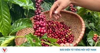 Giá cà phê hôm nay 14/8: Giá cà phê trong nước và thế giới cùng giảm