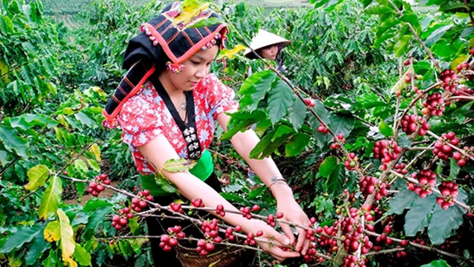 Giá cà phê hôm nay 15/3: Giá cà phê trong nước trung bình ở mức 90.600 đồng/kg Giá cà phê hôm nay 15/3: Giá cà phê trong nước trung bình ở mức 90.600 đồng/kg