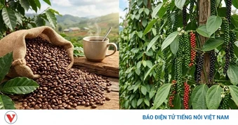 Giá cà phê hôm nay 15/4: Cà phê trong nước và thế giới đồng loạt tăng