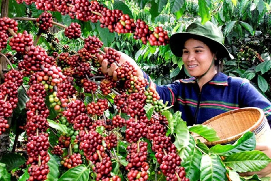 Giá cà phê hôm nay 15/5: Giá cà phê Robusta và Arabia đồng loạt giảm Giá cà phê hôm nay 15/5: Giá cà phê Robusta và Arabia đồng loạt giảm