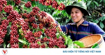 Giá cà phê hôm nay 15/5: Giá cà phê trong nước tăng 1.000 đồng/kg