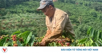 Giá cà phê hôm nay 15/7: Giá cà phê Robusta và Arabia tăng giảm trái chiều