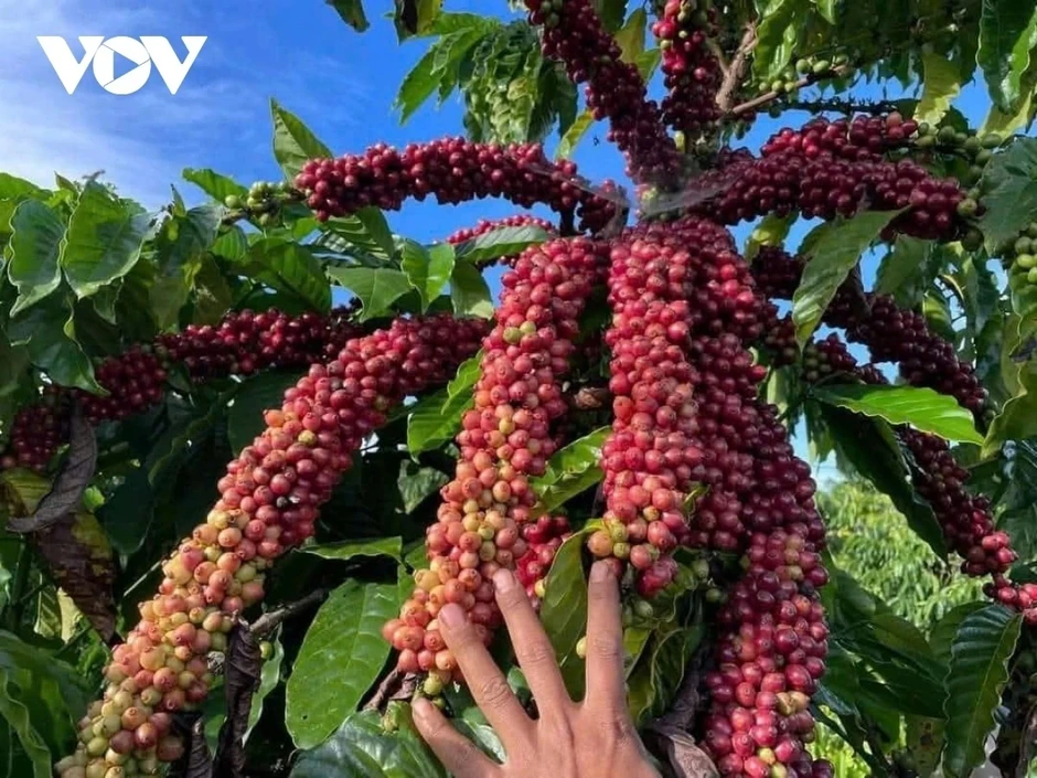 Giá cà phê hôm nay 16/3: Giá cà phê trong nước ở mức 90.700 đồng/kg Giá cà phê hôm nay 16/3: Giá cà phê trong nước ở mức 90.700 đồng/kg