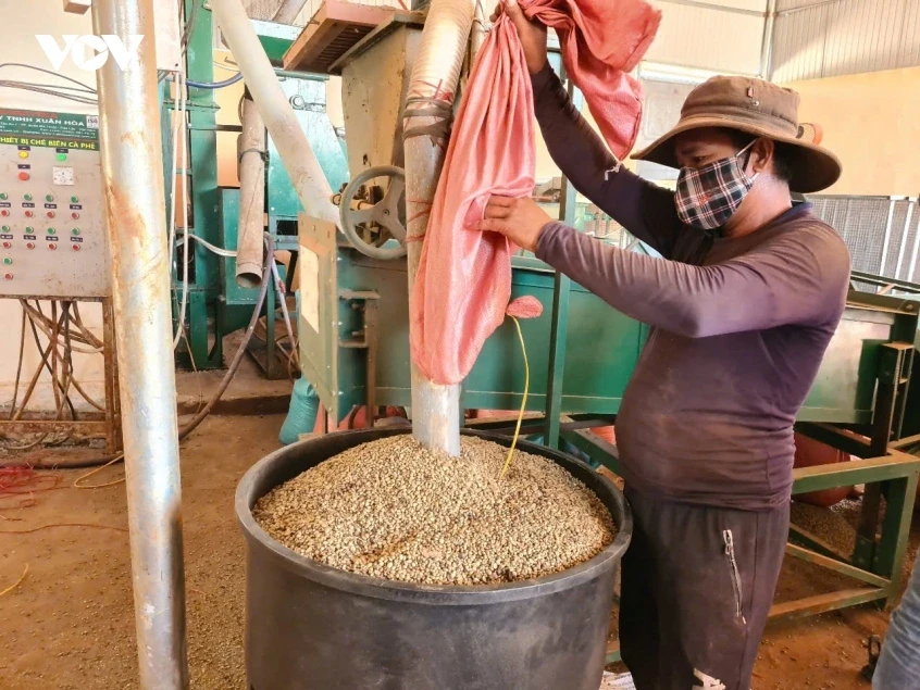 Giá cà phê hôm nay 16/5: Giá cà phê trong nước giảm 1.200 đồng/kg