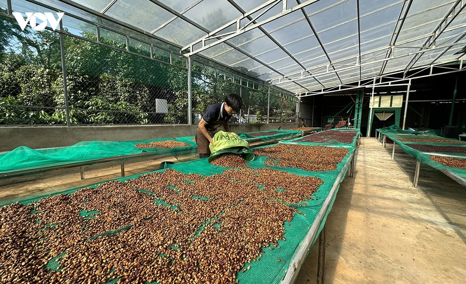 Giá cà phê hôm nay 16/7: Giá cà phê trong nước tăng 1.200 đồng/kg Giá cà phê hôm nay 16/7: Giá cà phê trong nước tăng 1.200 đồng/kg