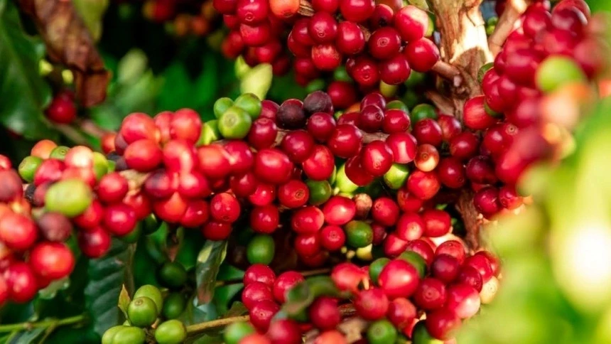 Giá cà phê hôm nay 17/3: Giá cà phê trong nước ổn định, cà phê thế giới tăng