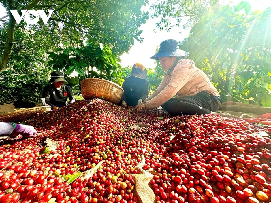 Giá cà phê hôm nay 17/4: Giá cà phê trong nước tăng lên 88.300 đồng/kg Giá cà phê hôm nay 17/4: Giá cà phê trong nước tăng lên 88.300 đồng/kg