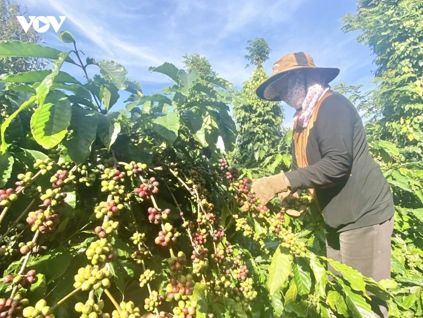 Giá cà phê hôm nay 17/5: Giá cà phê trong nước ở mức 87.800 đồng/kg