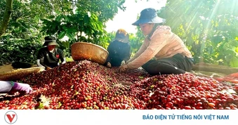 Giá cà phê hôm nay 17/5: Giá cà phê trong nước ở mức 87.800 đồng/kg