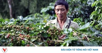 Giá cà phê hôm nay 17/6: Cà phê trong nước giảm còn 89.300 đồng/kg