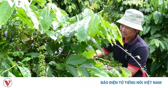 Giá cà phê hôm nay 17/7: Giá cà phê trong nước tăng nhẹ