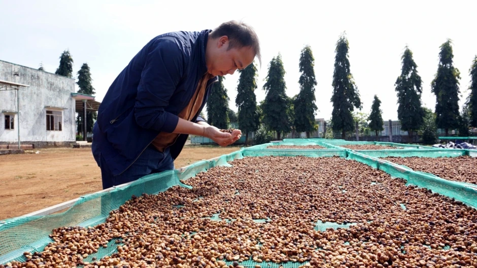 Giá cà phê hôm nay 17/8: Cà phê trong nước có giá 94.800 đồng/kg Giá cà phê hôm nay 17/8: Cà phê trong nước có giá 94.800 đồng/kg