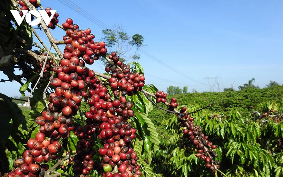 Giá cà phê hôm nay 18/3: Cà phê trong nước cao nhất 90.700 đồng/kg Giá cà phê hôm nay 18/3: Cà phê trong nước cao nhất 90.700 đồng/kg