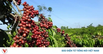 Giá cà phê hôm nay 18/3: Giá cà phê trong nước và thế giới cùng tăng