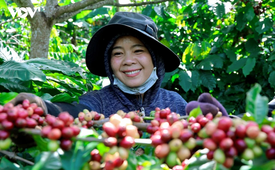 Giá cà phê hôm nay 19/8: Giá cà phê trong nước tăng 1.800 đồng/kg Giá cà phê hôm nay 19/8: Giá cà phê trong nước tăng 1.800 đồng/kg