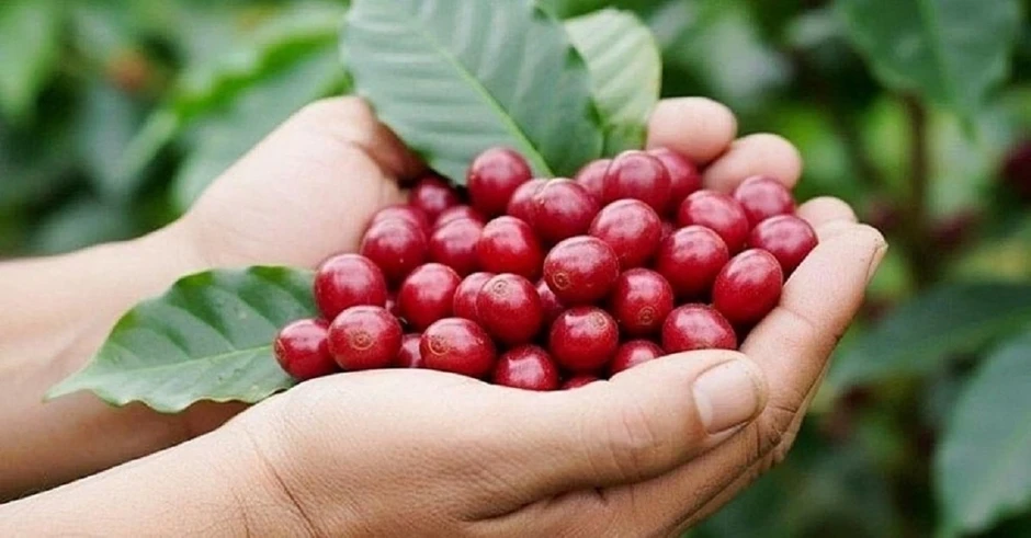 Giá cà phê hôm nay 2/5: Cà phê trong nước giảm 1.200 đồng/kg Giá cà phê hôm nay 2/5: Cà phê trong nước giảm 1.200 đồng/kg