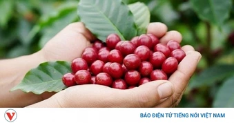 Giá cà phê hôm nay 2/5: Cà phê trong nước giảm 1.200 đồng/kg