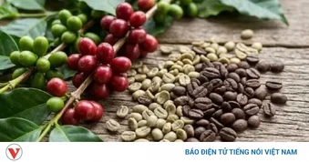 Giá cà phê hôm nay 2/8: Giá cà phê trong nước tăng 200 đồng/kg