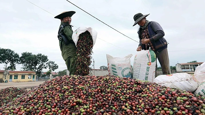 Giá cà phê hôm nay 20/5: Giá cà phê Robusta và Arabica đều giảm Giá cà phê hôm nay 20/5: Giá cà phê Robusta và Arabica đều giảm