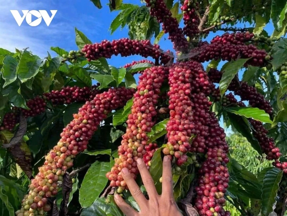 Giá cà phê hôm nay 20/8: Giá cà phê Robusta và Arabica đảo chiều giảm Giá cà phê hôm nay 20/8: Giá cà phê Robusta và Arabica đảo chiều giảm