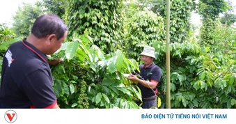 Giá cà phê hôm nay 21/4: Giá cà phê trong nước ở mức 85.400 đồng/kg
