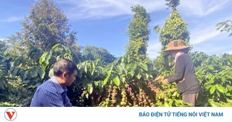 Giá cà phê hôm nay 21/8: Cà phê giảm trên cả 2 sàn quốc tế