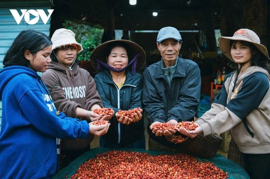 Giá cà phê hôm nay 22/5: Cà phê trong nước 86.100 đồng/kg