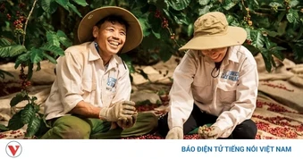 Giá cà phê hôm nay 22/6: Cà phê trong nước ổn định ở mức 89.000 - 89.300 đồng/kg