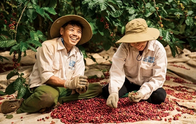 Giá cà phê hôm nay 22/6: Giá cà phê Robusta và Arabia đồng loạt giảm Giá cà phê hôm nay 22/6: Giá cà phê Robusta và Arabia đồng loạt giảm