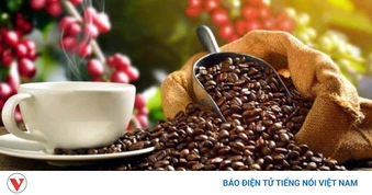 Giá cà phê hôm nay 22/8: Cà phê trong nước có nơi tăng 200 đồng/kg