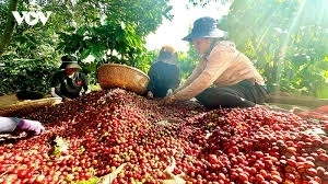 Giá cà phê hôm nay 23/3: Giá cà phê trong nước cao nhất 94.000 đồng/kg Giá cà phê hôm nay 23/3: Giá cà phê trong nước cao nhất 94.000 đồng/kg