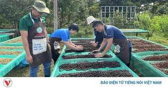 Giá cà phê hôm nay 23/4: Giá cà phê trong nước cao nhất 87.100 đồng/kg