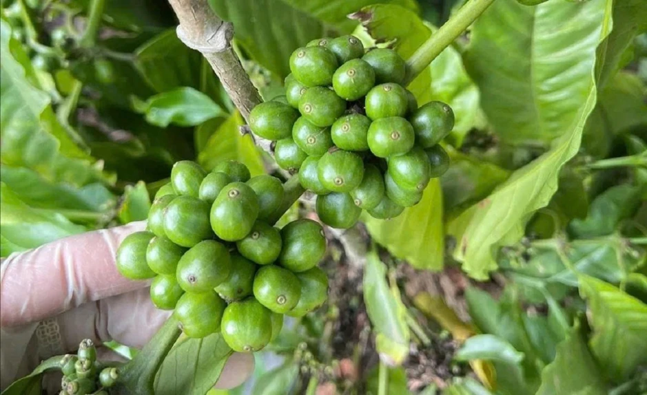 Giá cà phê hôm nay 23/5: Giá cà phê Robusta và Arabia tăng - giảm trái chiều Giá cà phê hôm nay 23/5: Giá cà phê Robusta và Arabia tăng - giảm trái chiều