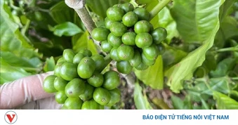 Giá cà phê hôm nay 23/5: Giá cà phê Robusta và Arabia tăng - giảm trái chiều