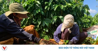 Giá cà phê hôm nay 23/8: Giá cà phê trong nước giảm 1.600 đồng/kg