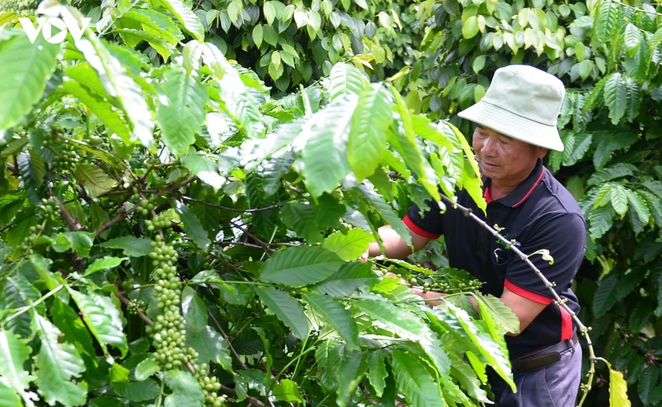 Giá cà phê hôm nay 24/5: Giá cà phê trong nước dao động từ 87.400 - 88.100 đồng/kg Giá cà phê hôm nay 24/5: Giá cà phê trong nước dao động từ 87.400 - 88.100 đồng/kg