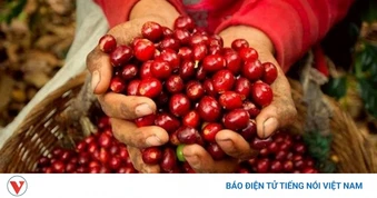 Giá cà phê hôm nay 24/6: Giá cà phê thế giới trên 2 sàn tăng - giảm trái chiều