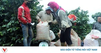 Giá cà phê hôm nay 25/3: Giá cà phê Robusta và Arabia đồng loạt tăng