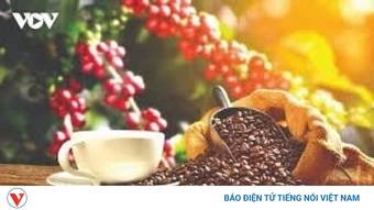 Giá cà phê hôm nay 25/9: Giá cà phê trong nước ở mức 93.000 đồng/kg