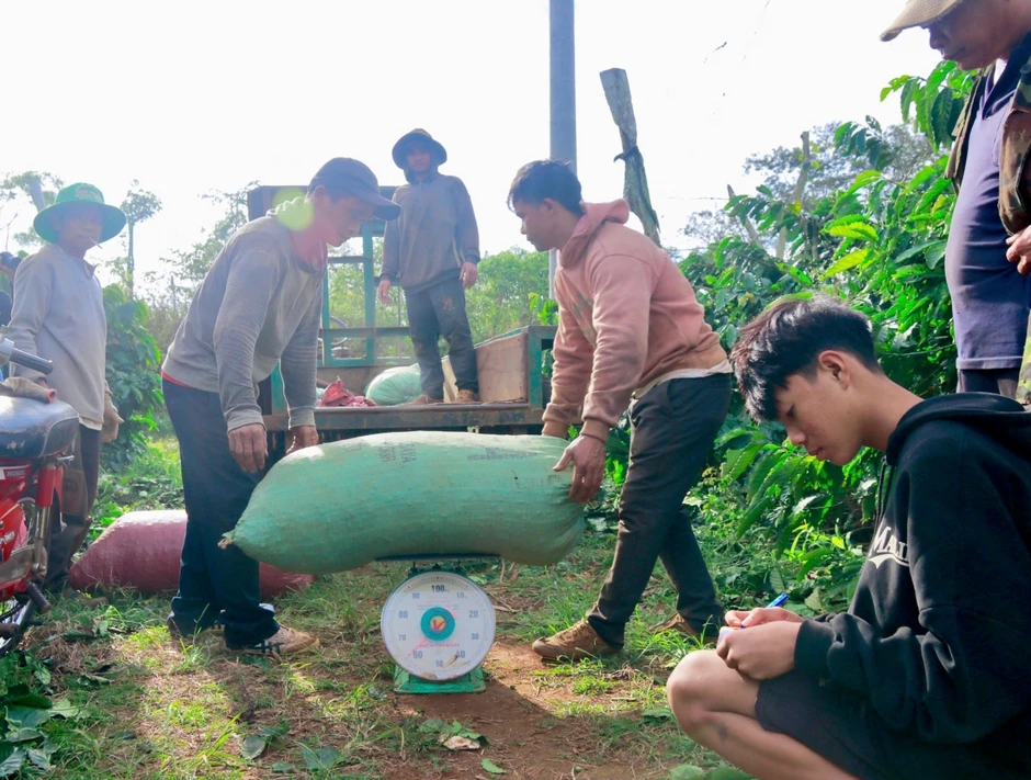 Giá cà phê hôm nay 26/3: Cà phê trong nước cao nhất 94.100 đồng/kg Giá cà phê hôm nay 26/3: Cà phê trong nước cao nhất 94.100 đồng/kg