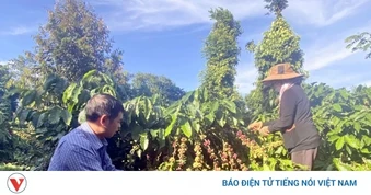 Giá cà phê hôm nay 26/5: Cà phê đi ngang trên cả 2 sàn quốc tế