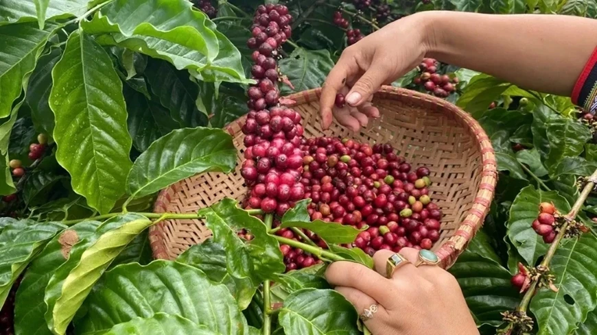 Giá cà phê hôm nay 27/5: Cà phê trong nước tăng nhẹ Giá cà phê hôm nay 27/5: Cà phê trong nước tăng nhẹ