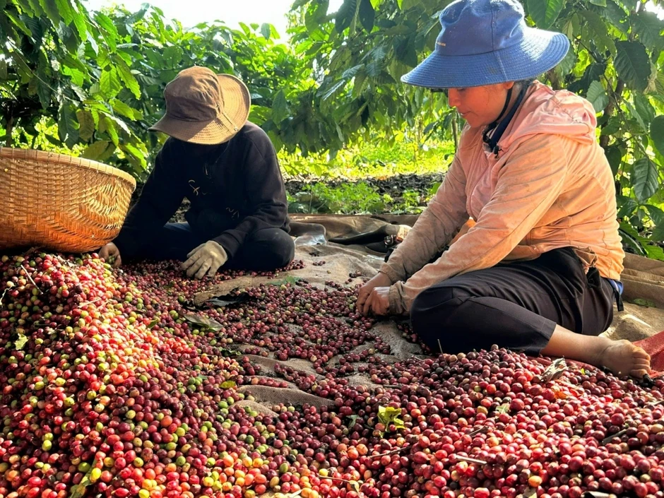 Giá cà phê hôm nay 28/3: Giá cà phê thế giới giảm nhẹ Giá cà phê hôm nay 28/3: Giá cà phê thế giới giảm nhẹ